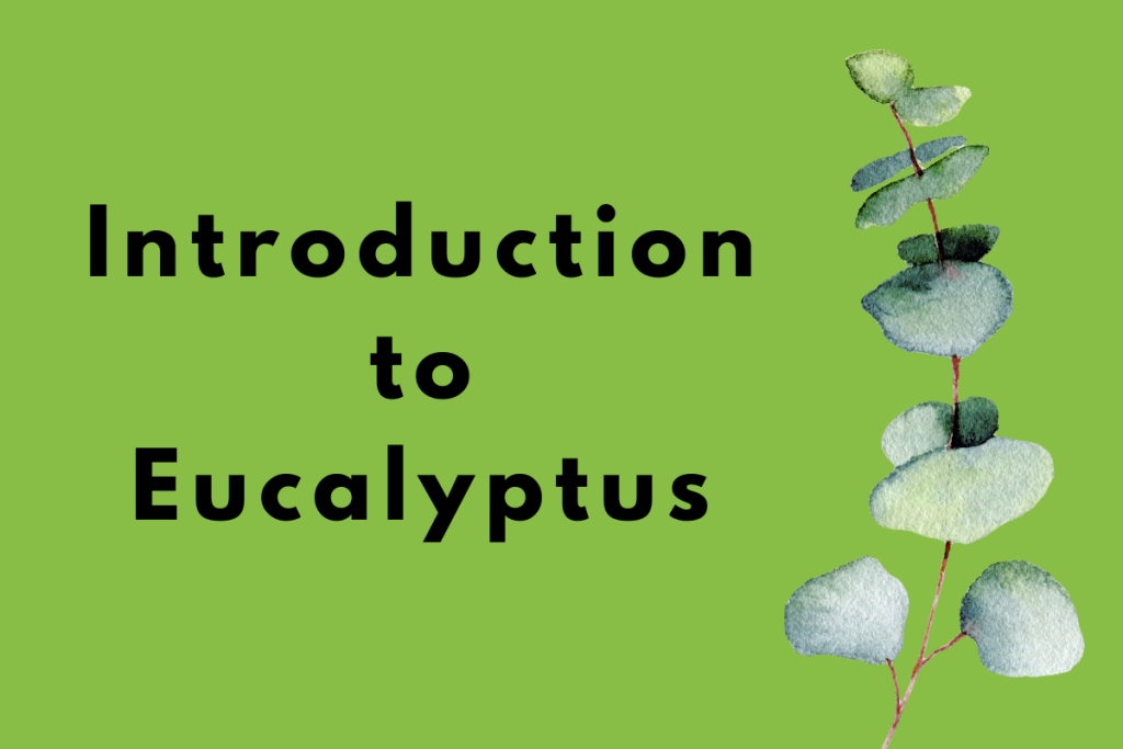 Introduction to Eucalyptus