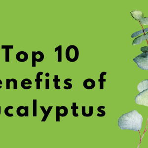Top 10 benefits of Eucalyptus