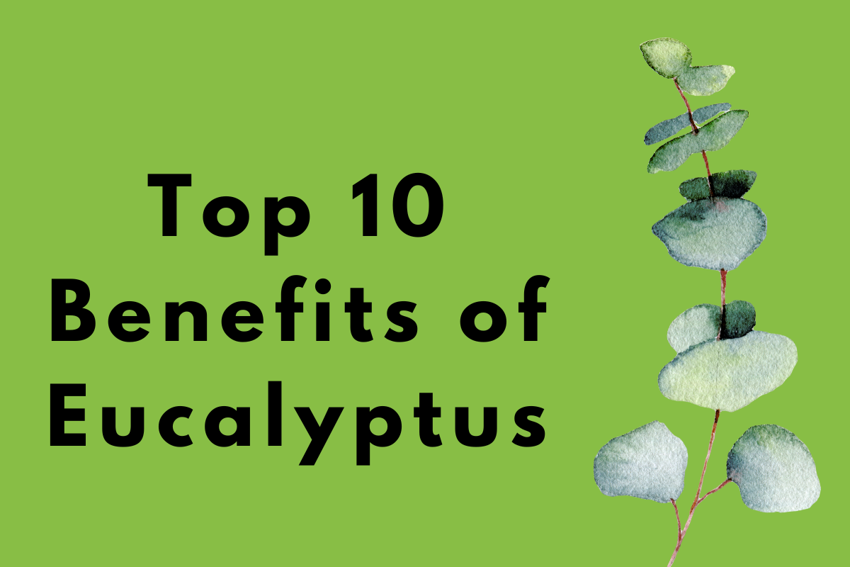 Top 10 Surprising Benefits of Eucalyptus