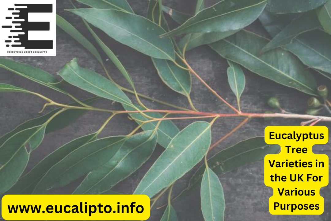 Eucalyptus Tree Varieties in the UK For Various Purposes