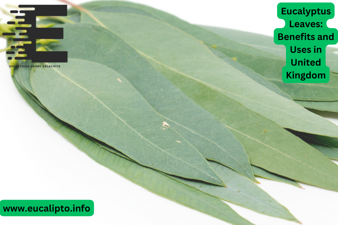 Eucalyptus Leaves