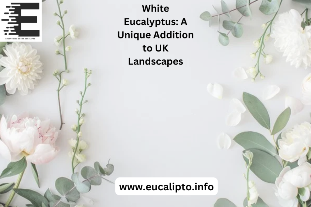 white eucalyptus