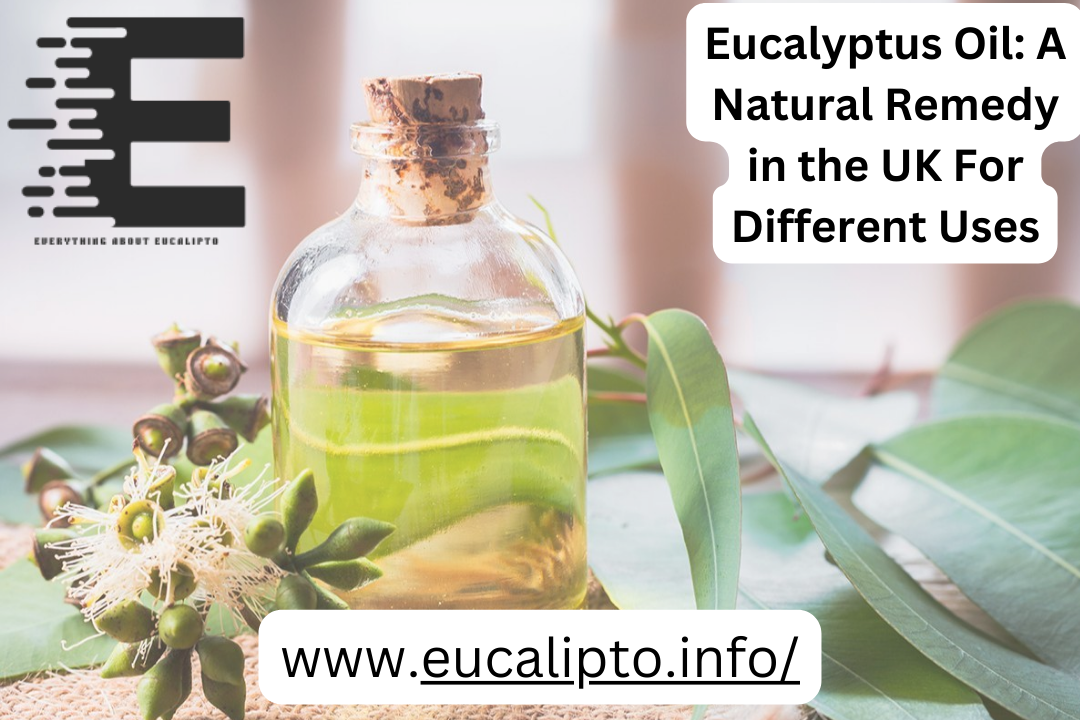 Eucalyptus Oil: A Natural Remedy in the UK For Different Uses