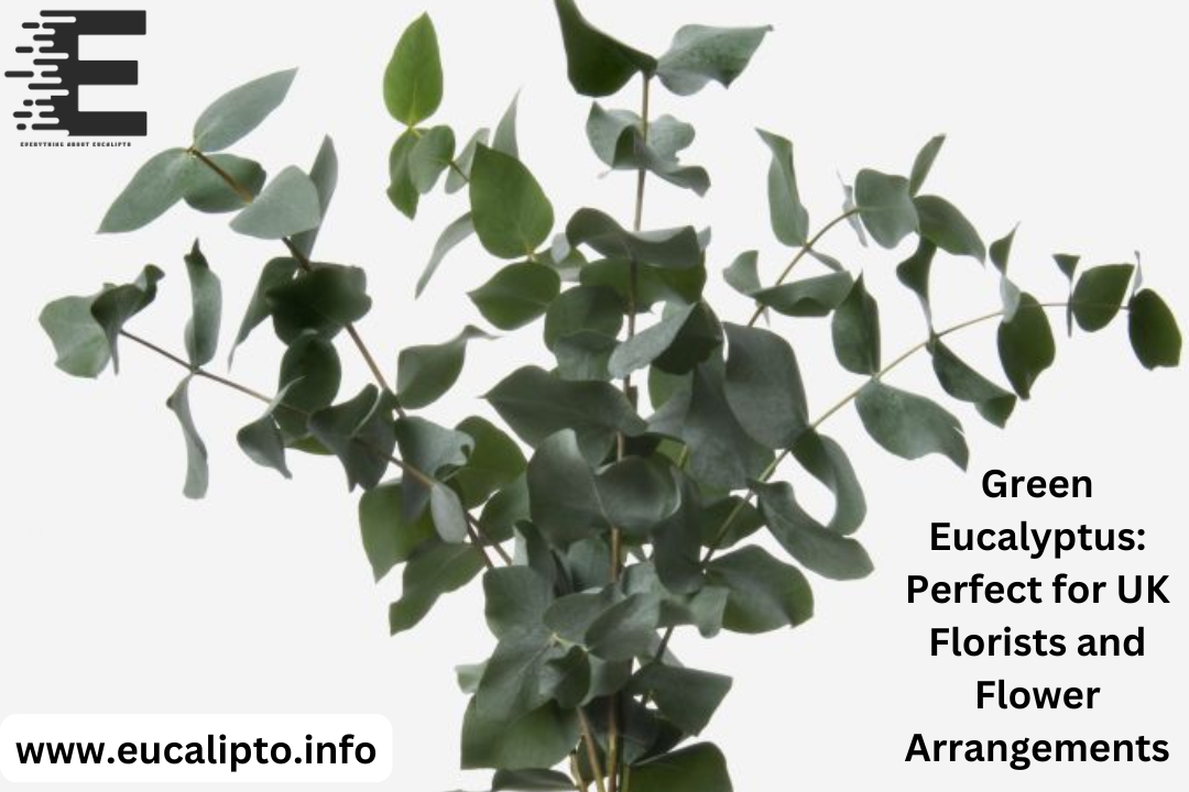 Green Eucalyptus: Perfect for UK Florists and Flower Arrangements