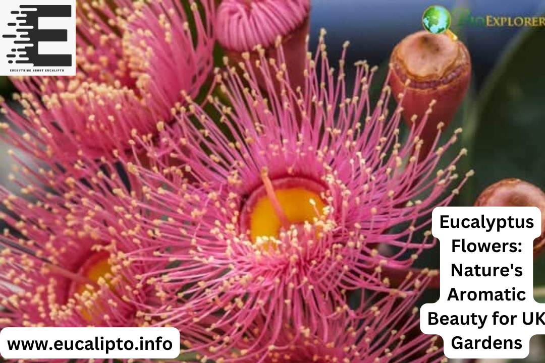 Eucalyptus Flowers: Nature’s Aromatic Beauty for UK Gardens